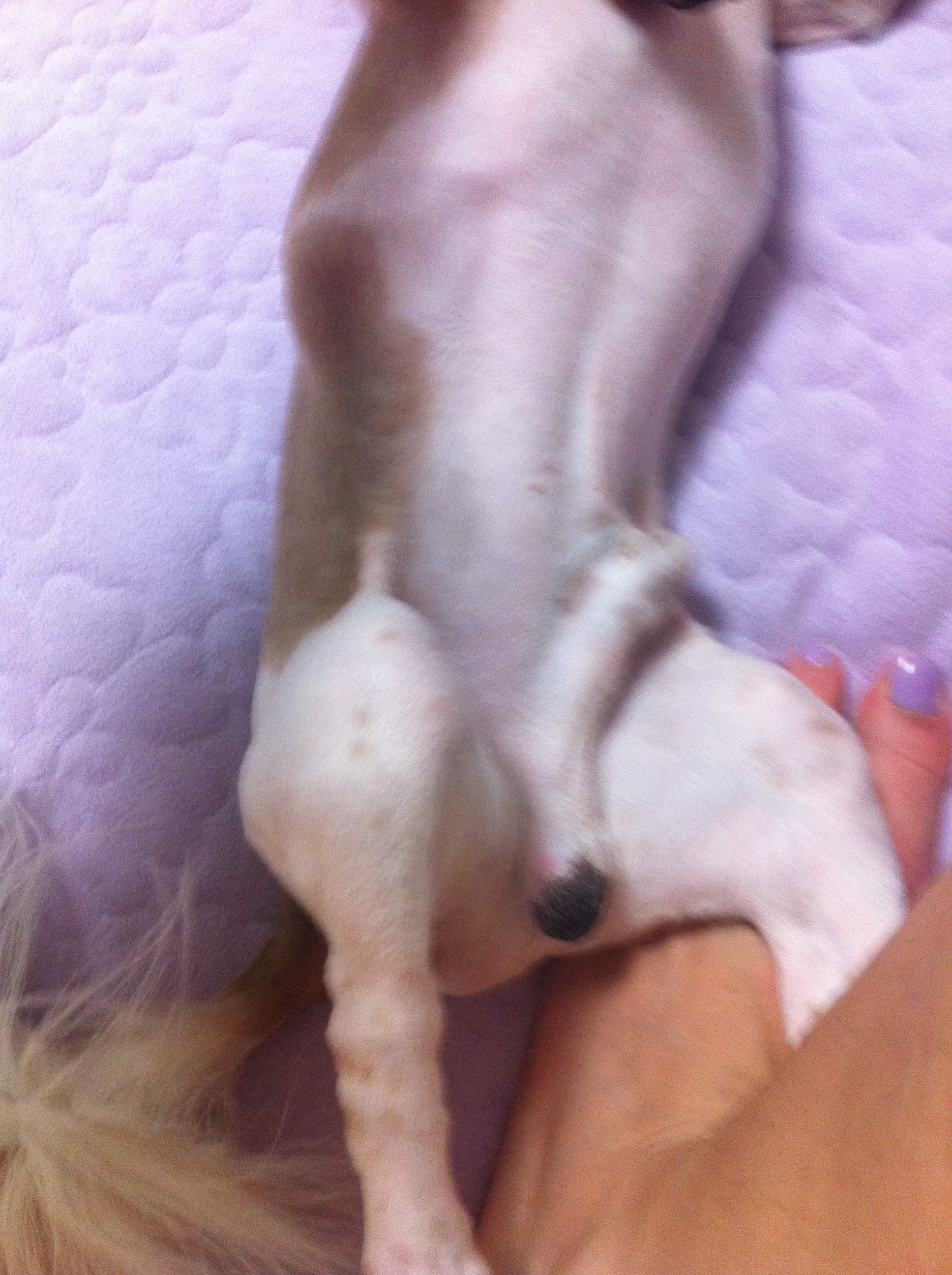 시츄 보호하고 있습니다. 주인 좀 찾아 주세요. 