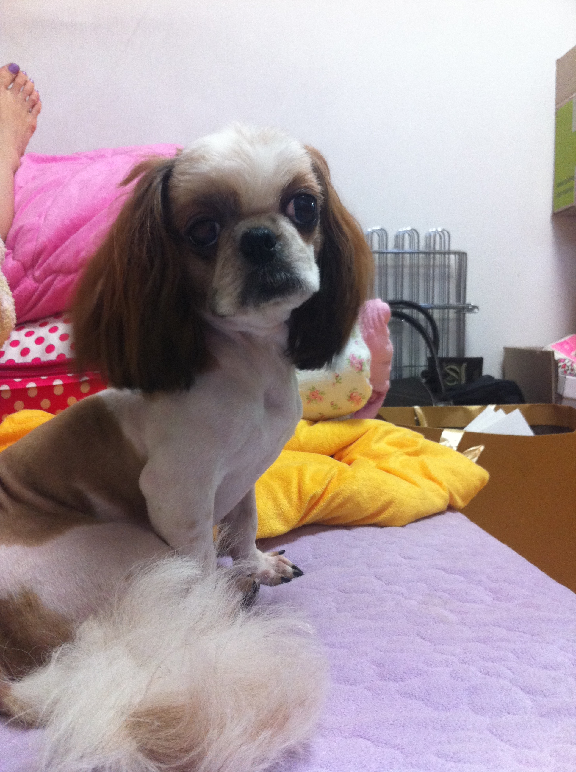 시츄 보호하고 있습니다. 주인 좀 찾아 주세요. 