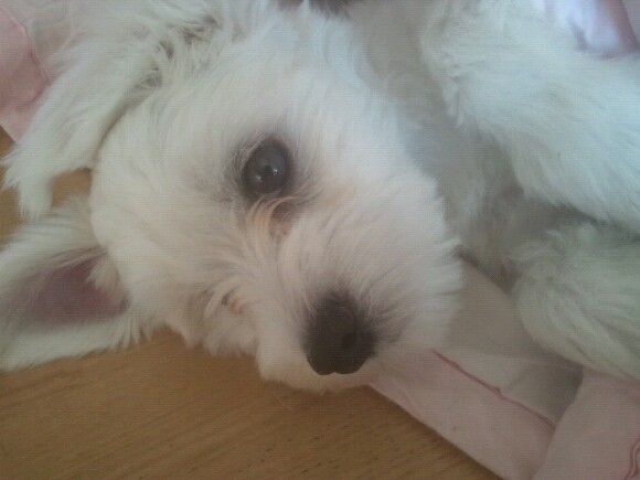 안산시 와동 말티즈 찾아요