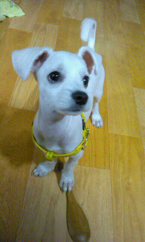 안산시 와동 말티즈 찾아요