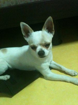 강북구청 사거리에서 애견하나 구조해 보호중입니다.