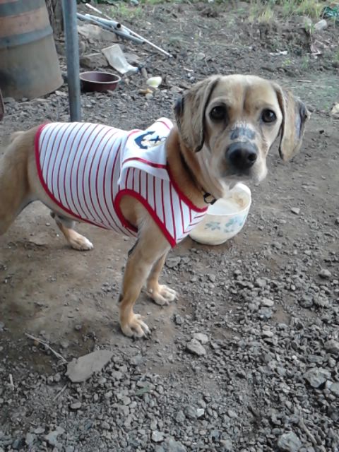 ★화성시 비봉면 쌍학리/중성화안한남아 찾습니다★