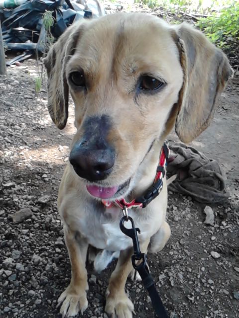 ★화성시 비봉면 쌍학리/중성화안한남아 찾습니다★