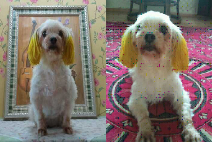 천안시 근처에서 하얀 말티즈(믹스)찾습니다.