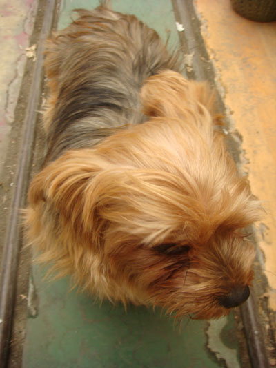 고양시 덕양구 남아말티즈&#52287;아주세요