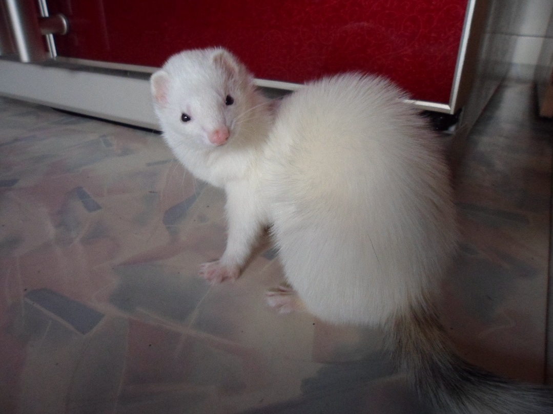 [원주]페럿을 찾아주세요