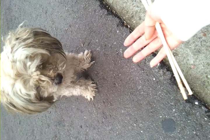 말티즈 믹스같은데 서울 방배동 근처 잃어버리신분안계신가요