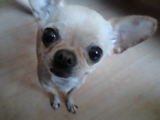 도봉구 쌍문역근처에서치와와보신분찾습니다