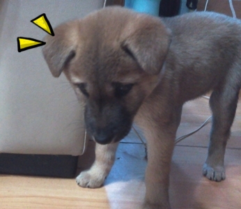 일산 백석동 진돗개 누렁이를 잊어버렷어요 도와주세요!