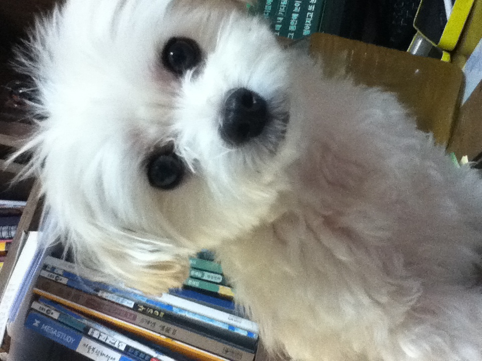 오늘 11월20일 일요일 강아지 잃어버렸어요...(서울 창3동부근 월계동이나 쌍문등 지역에 사시는 분들 봐주세요!) 