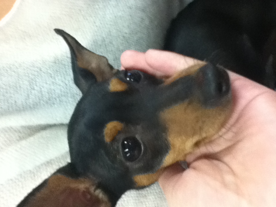 [인천] 미니핀 남아 보호하고 있습니다!! 생후 1년 추정