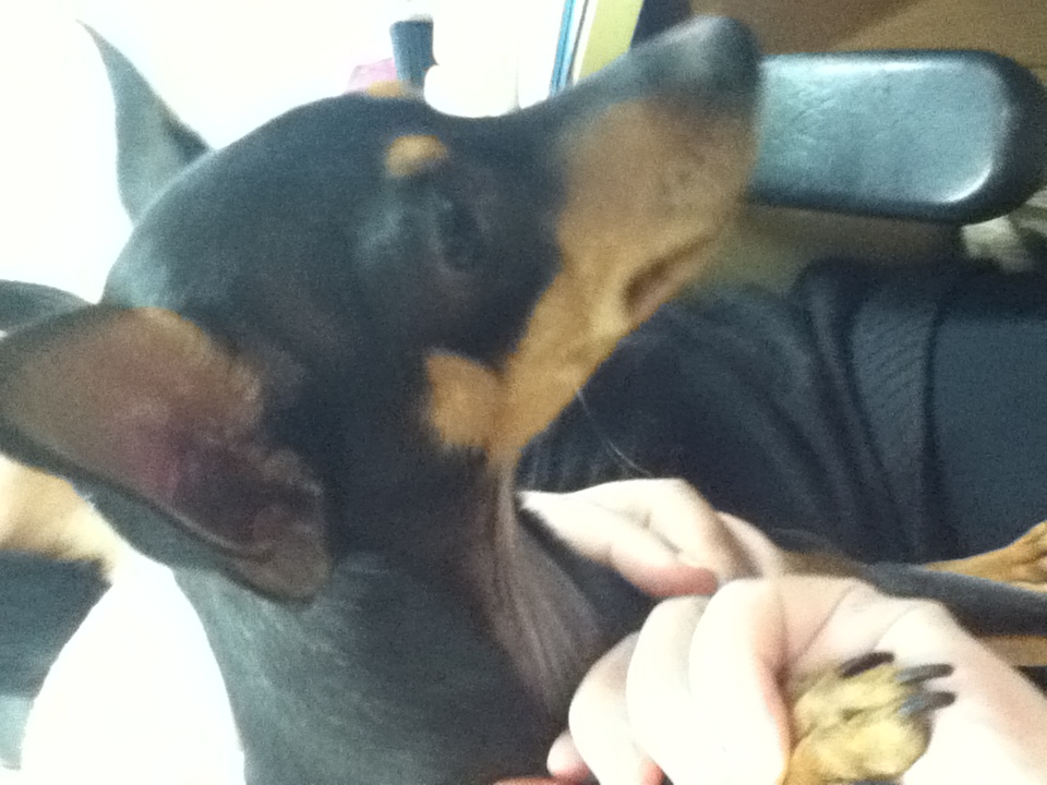 [인천] 미니핀 남아 보호하고 있습니다!! 생후 1년 추정