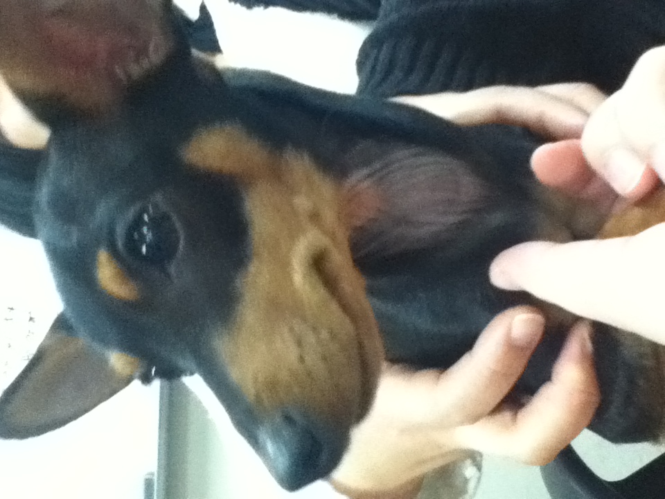 [인천] 미니핀 남아 보호하고 있습니다!! 생후 1년 추정