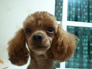 전라남도 목포시 갈색 푸들 쫑이 애타게 찾아요(사례금100만원)