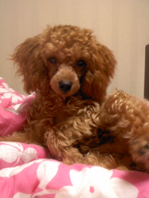 갈색푸들남자 찾습니다