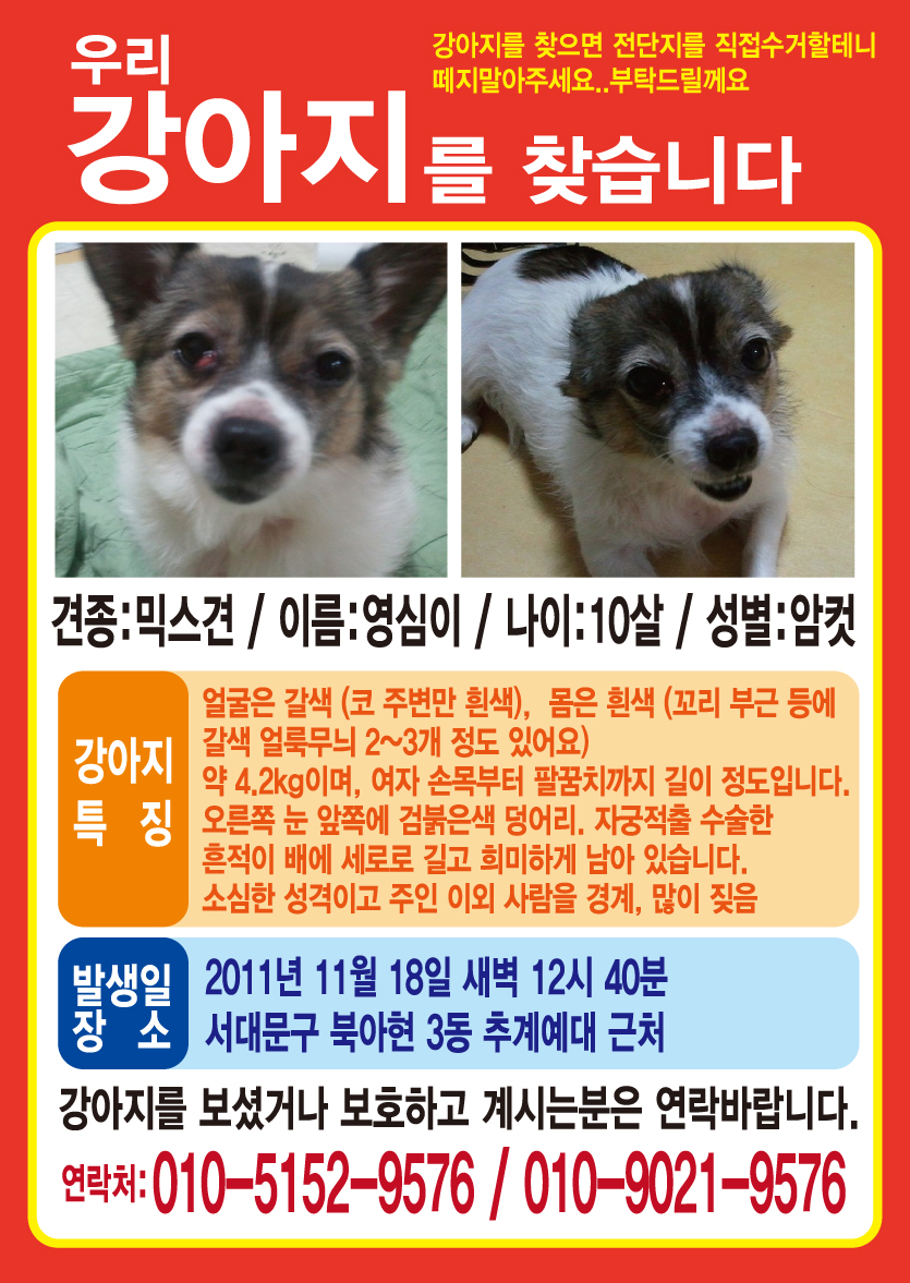 서울 서대문구 북아현동 여아 믹스견 찾아요