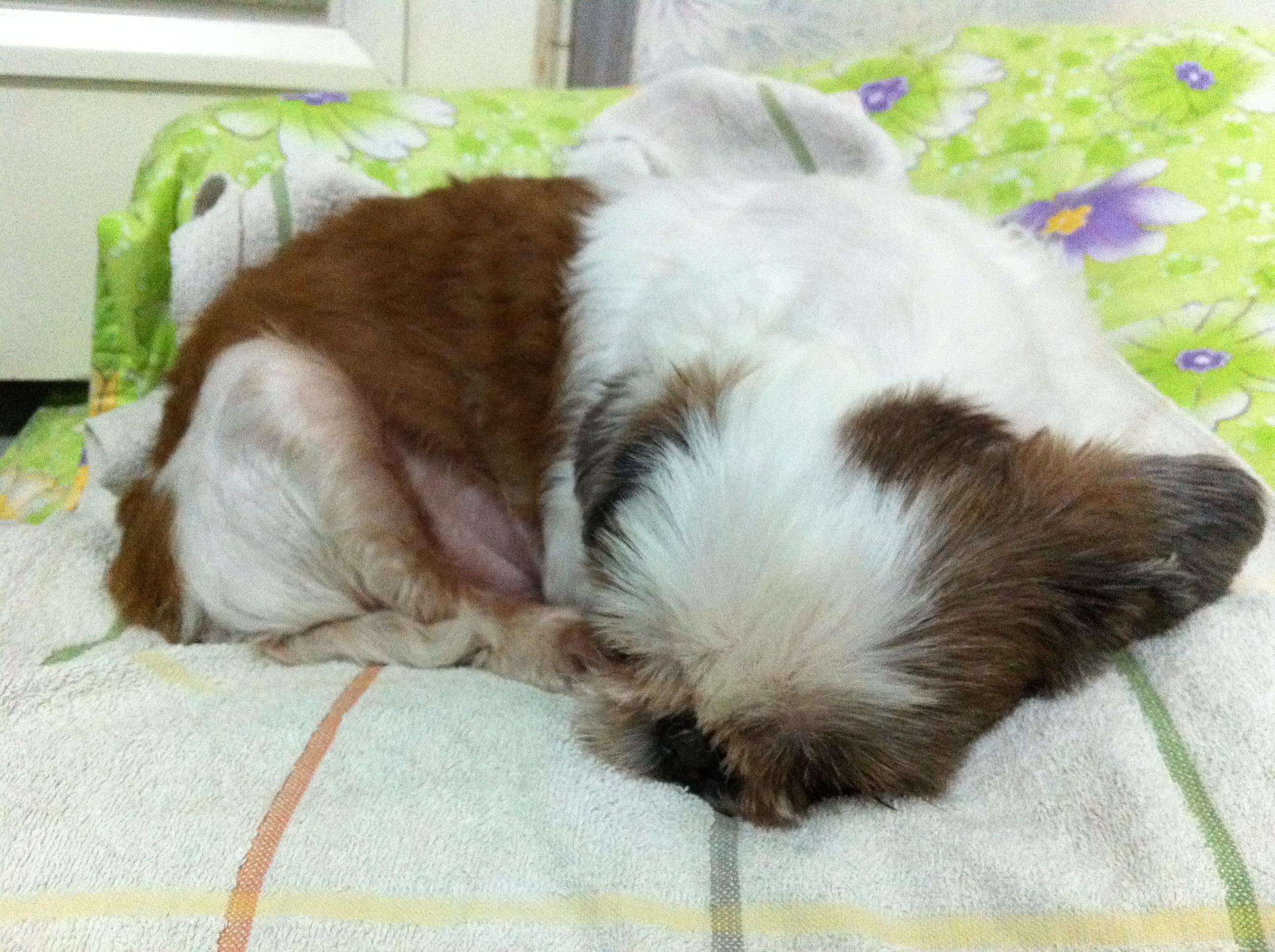 경기도 안산 본오동에서 시츄를 보호하고 있습니다.