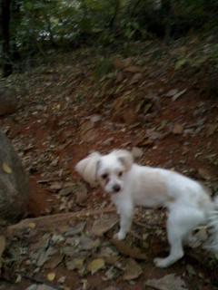 서대문구 홍은동에서 호피무늬옷 입은 말티 잃어버렸어요