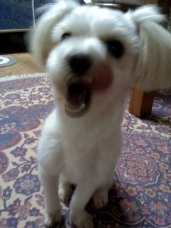 서대문구 홍은동에서 호피무늬옷 입은 말티 잃어버렸어요