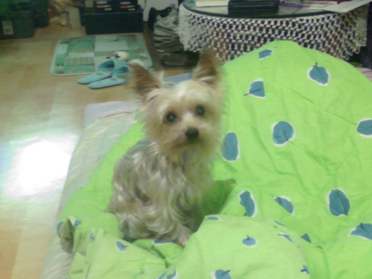 양재동 일동제약사거리 / 요크셔테리어 잃어버렸습니다.