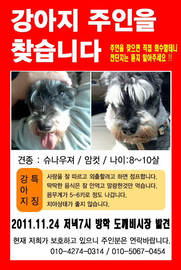 도봉구 슈나우져 암컷 주인찾아요!