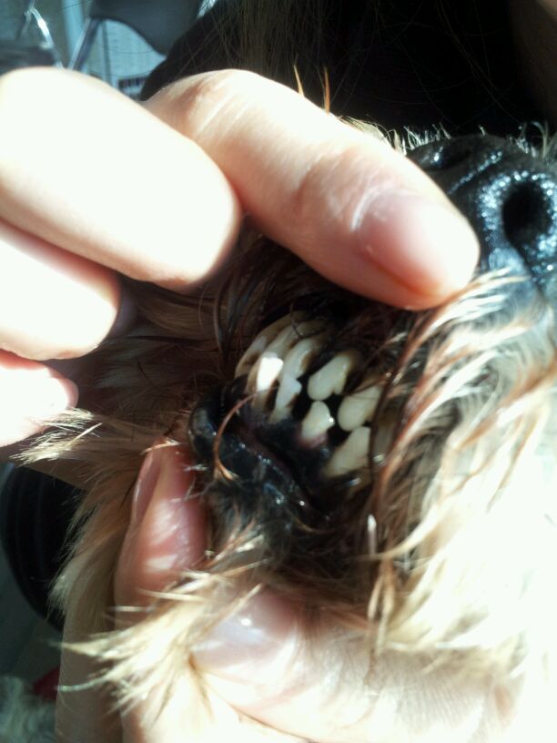 도봉구 슈나우져 암컷 주인찾아요!