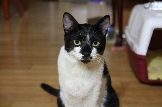 울 별이를 보신분 연락주셔요 꼭~이요(파주)