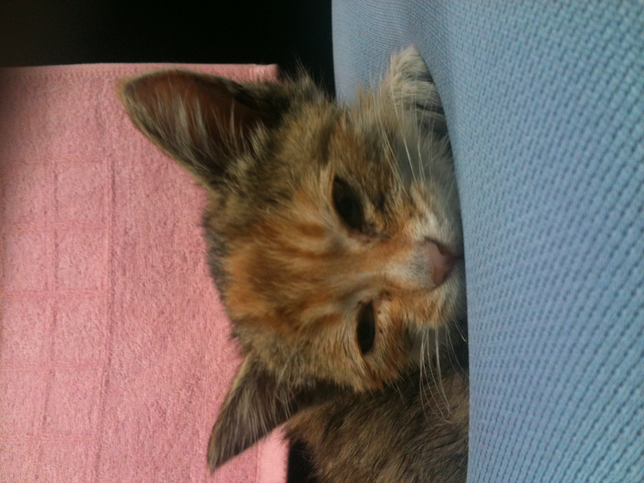 3개월된 아기고양이 입양하실 분~