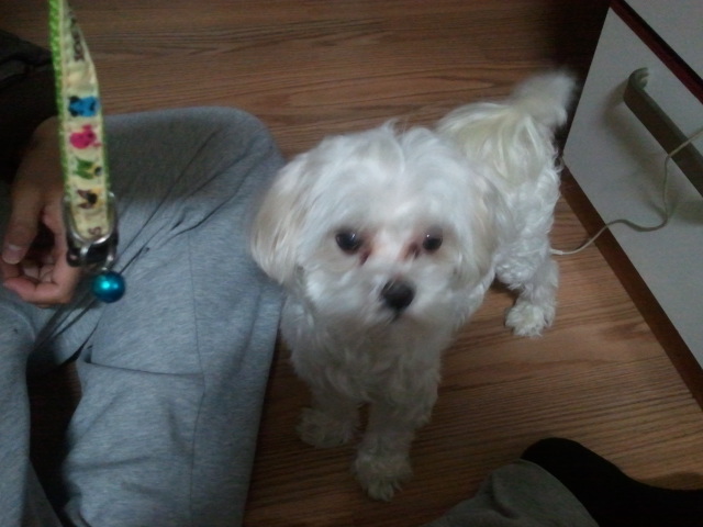 대구 수성구 강아지(말티즈?) 잃어버리신분!