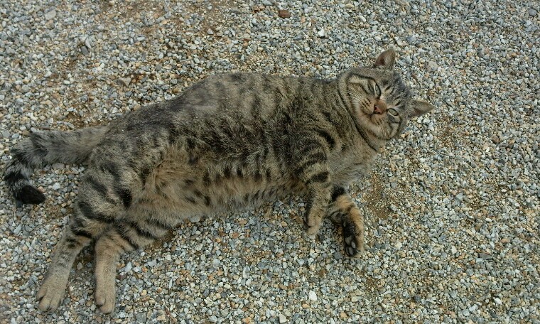 사람잘따르는 개냥이의 주인을 찾습니다.