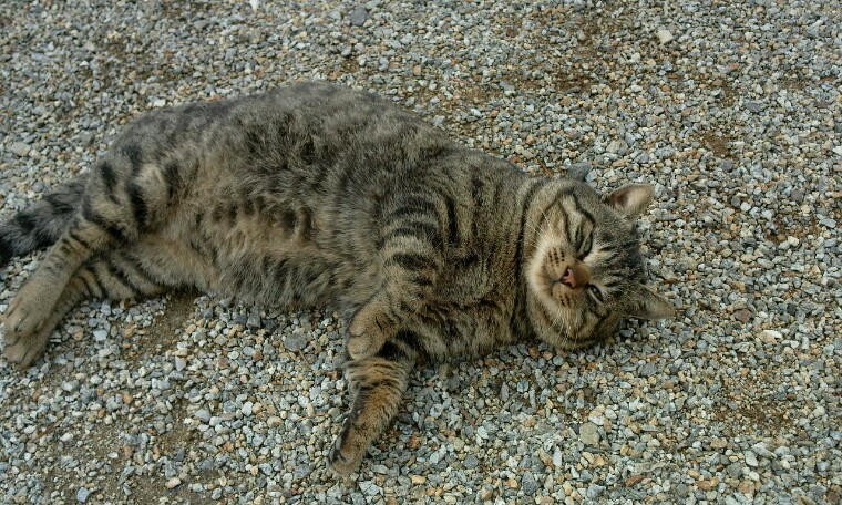 사람잘따르는 개냥이의 주인을 찾습니다.