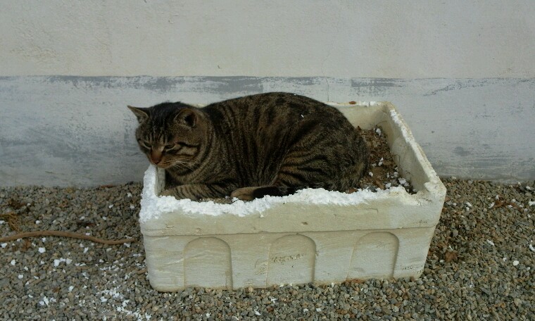 사람잘따르는 개냥이의 주인을 찾습니다.