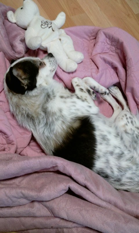 성북, 보문, 안암, 고대, 성신여대 근처 하얀 믹스 찾아요(사례금 30만원)