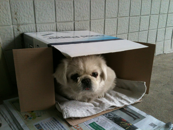 페키니즈 잃어버리신분,,