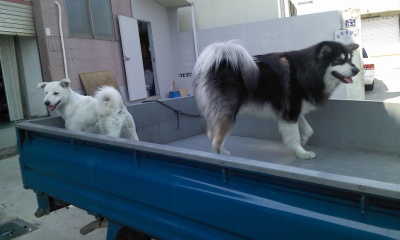 대구말라뮤트실종되었습니다..