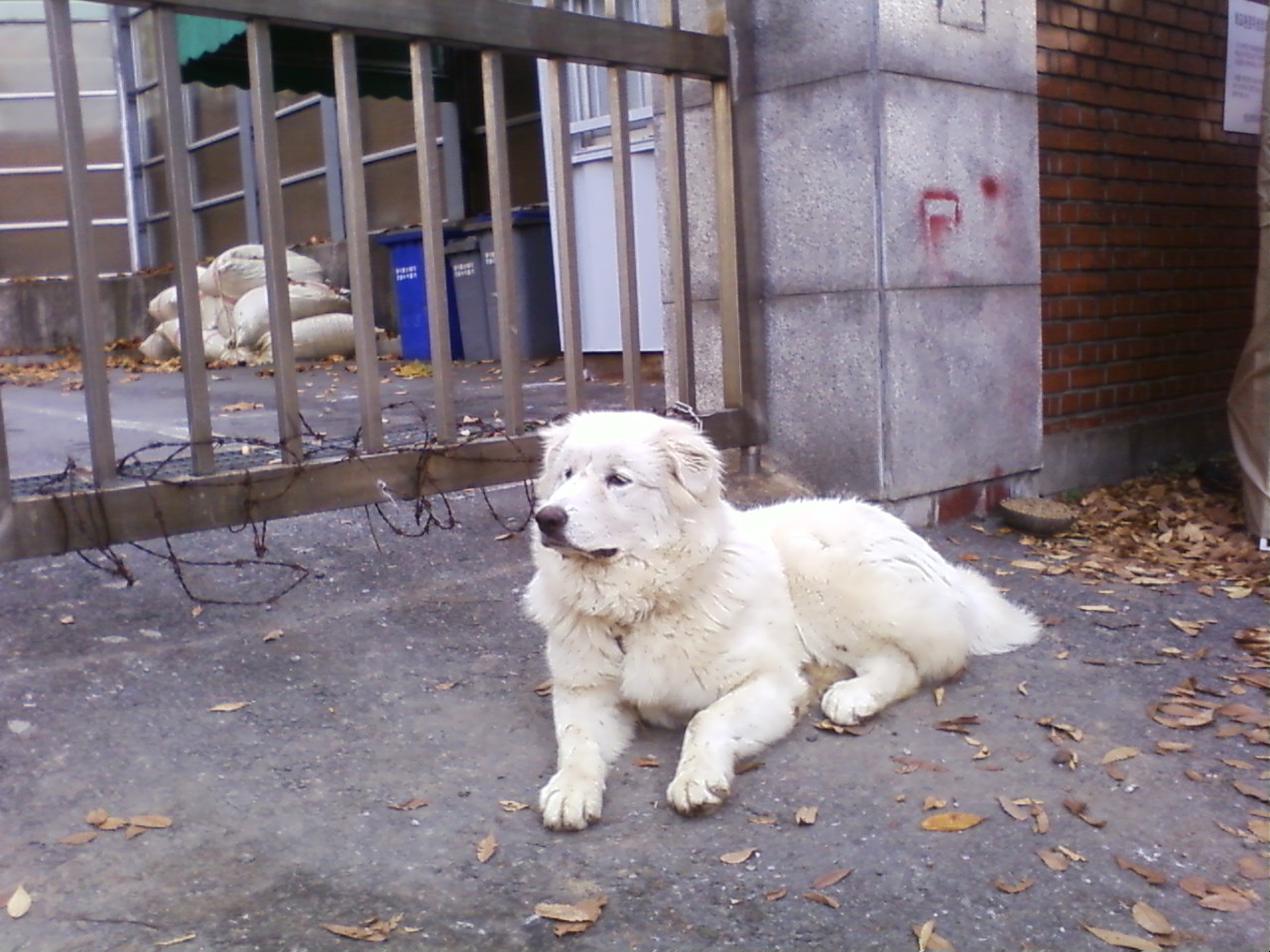 양평동에서 강아지가 나갔습니다.