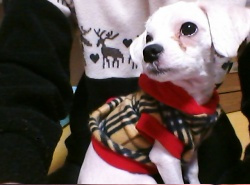 충남 당진 이주단지 흰색말티즈강아지 찾습니다