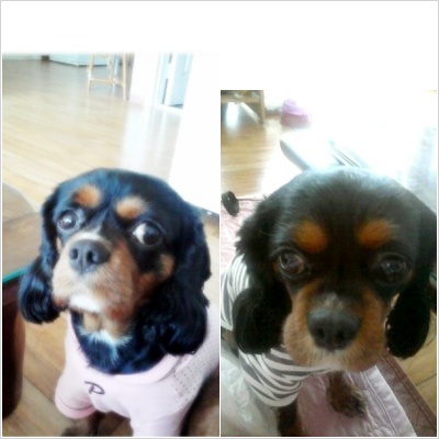 [경기도시흥시정왕동]까만강아지 우리콩지를찾습니다.