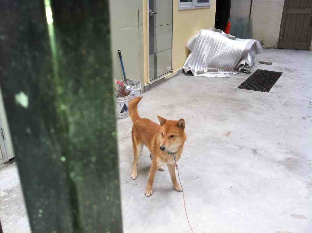 (서울)황구 곰돌이 찾습니다!!