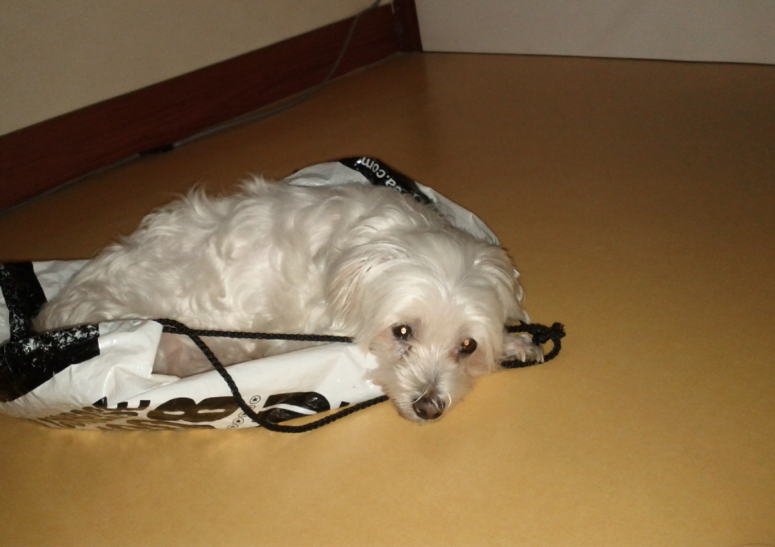 말티스 루비를 찾습니다