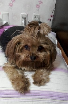 중랑구 면목동 요크셔테리어 10살여아 아롱이 좀 찾아주세요...ㅠㅠ