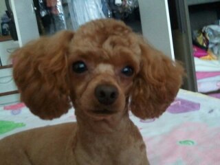 전라남도 목포시 갈색푸들 쫑이 애타게 찾아요(사례금100만원)