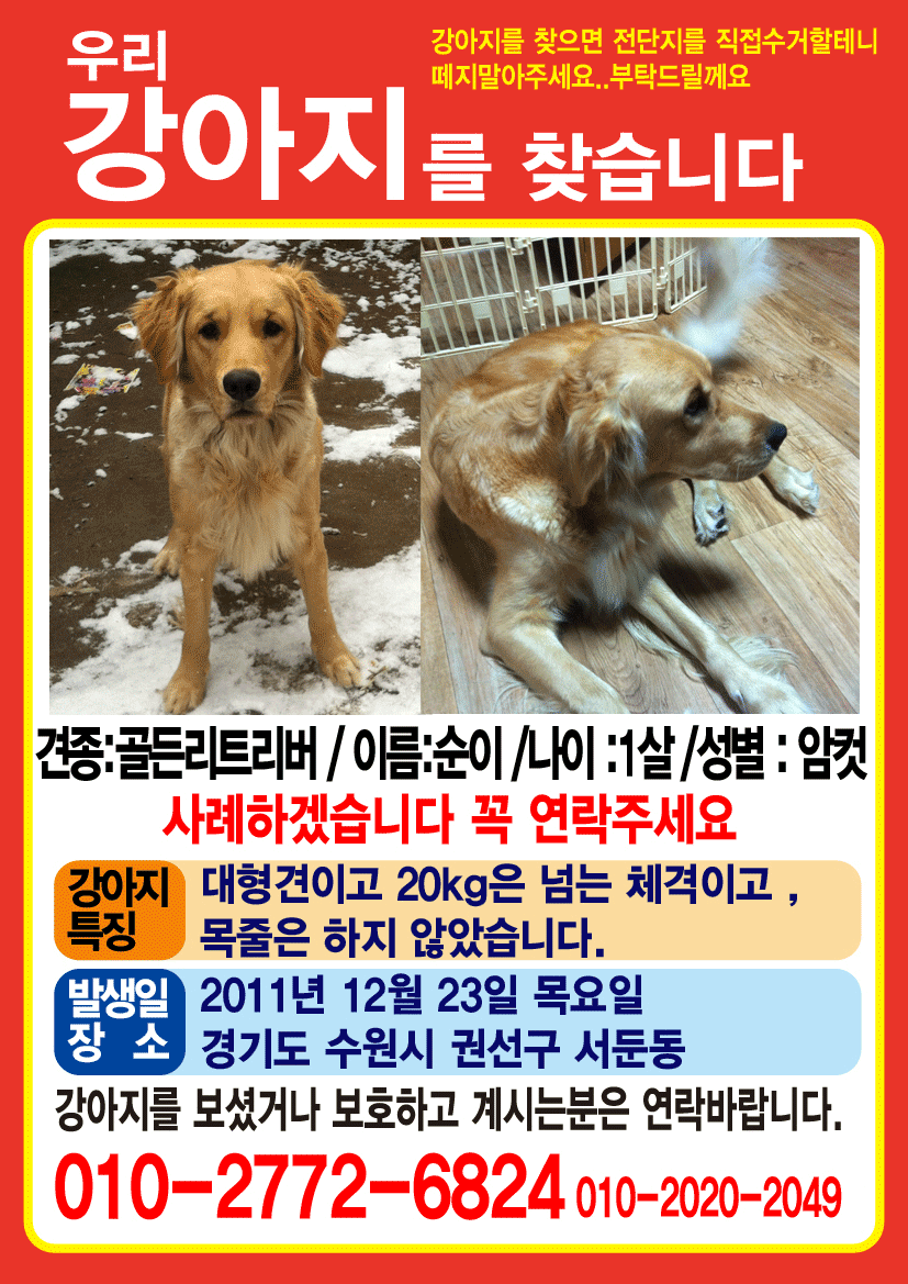 골든리트리버 여아 1살 찾습니다 (수원 / 사례금 30만원)