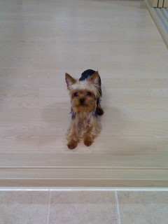 <<천안시 대흥동 CGV근처>>요크셔테리어 찾습니다!!