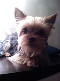 <<천안시 대흥동 CGV근처>>요크셔테리어 찾습니다!!