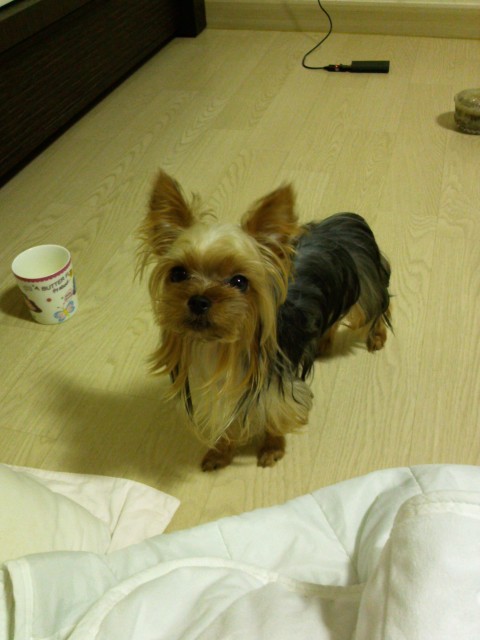 <<천안시 대흥동 CGV근처>>요크셔테리어 찾습니다!!