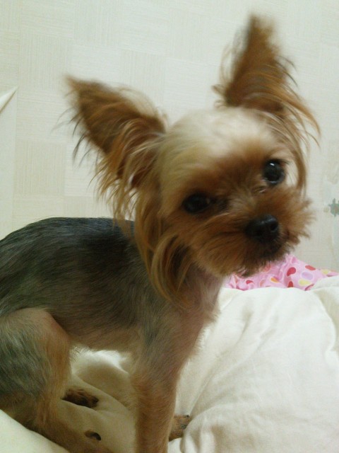 <<천안시 대흥동 CGV근처>>요크셔테리어 찾습니다!!