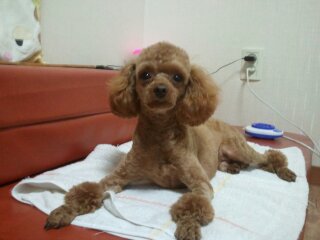 전라남도 목포시 갈색 푸들 쫑이 애타게 찾아요(사례금100만원)