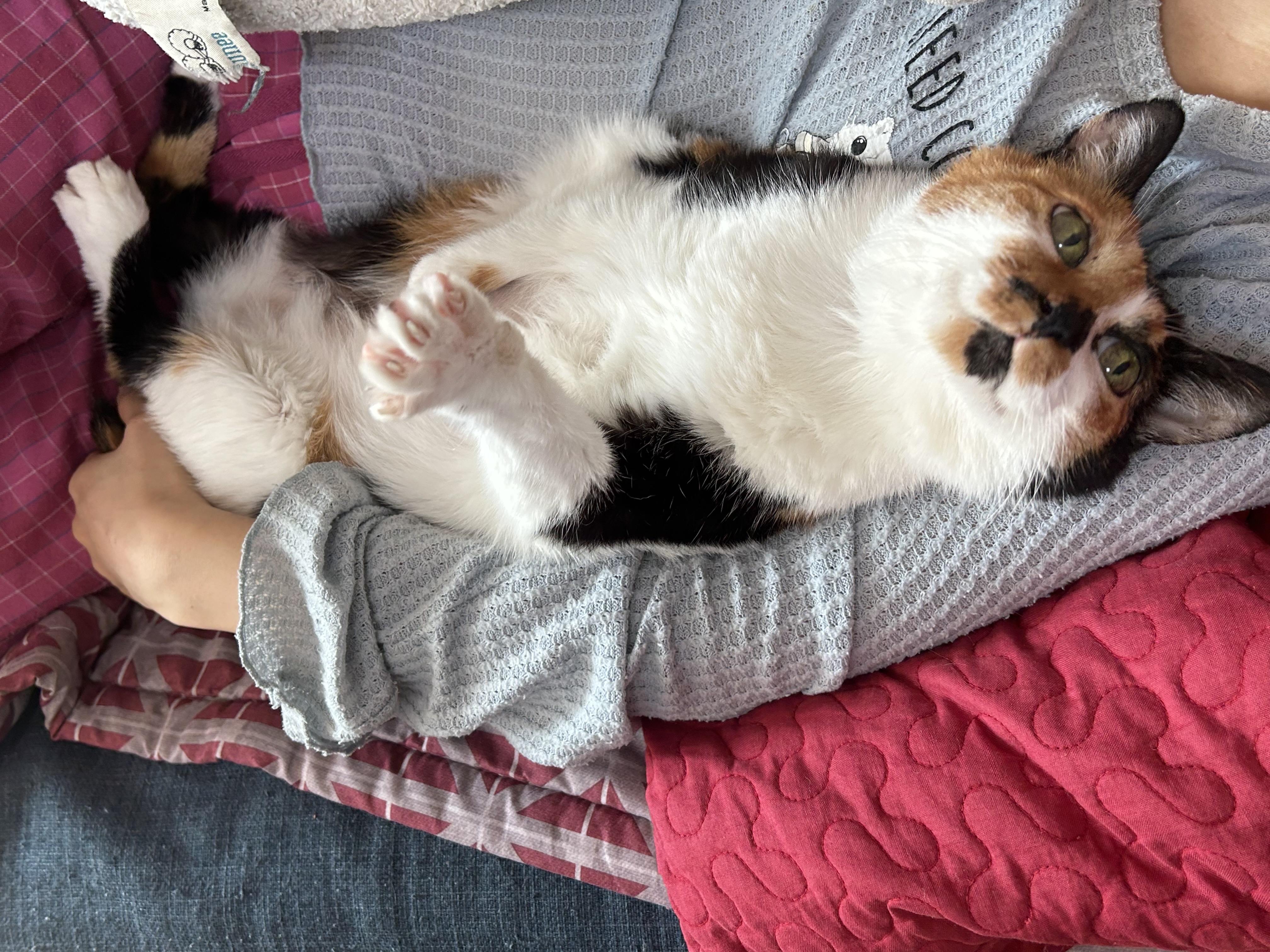 달냥이 걱정하실까봐 ㅎ