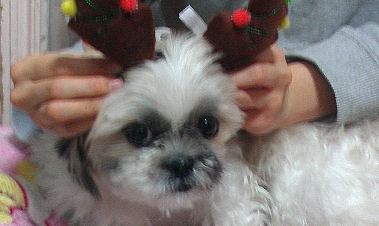 인천/시츄/암컷 찾아주세요!